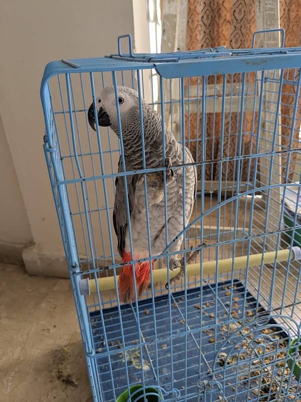 African Grey Parrot Male 11 months old 0