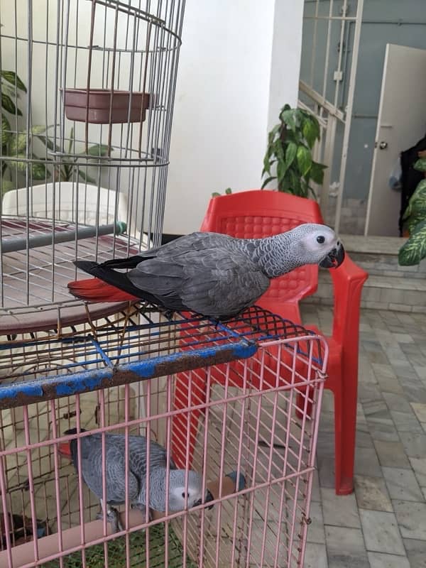 African Grey Parrot Male 11 months old 1