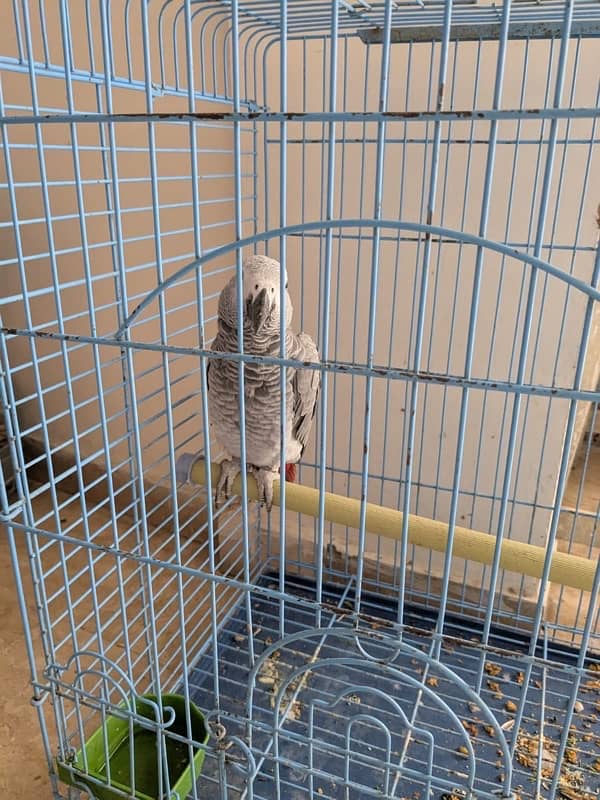 African Grey Parrot Male 11 months old 2