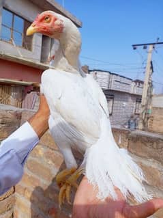 Heera paper white female with chicks