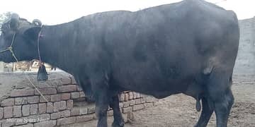 Buffalo For sale