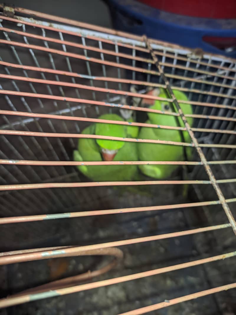 Green ringneck 0