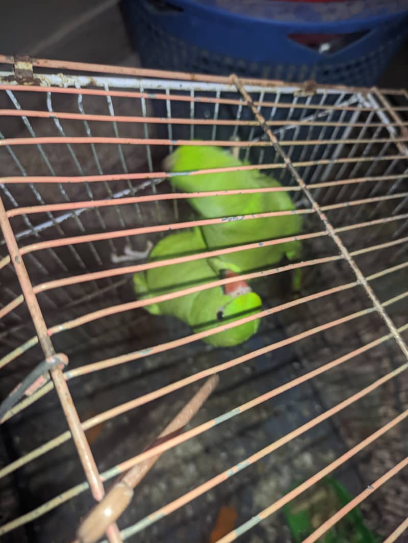 Green ringneck 1