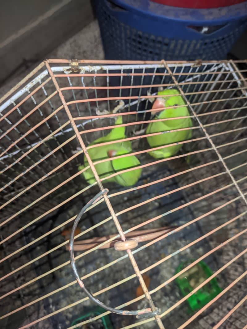 Green ringneck 2