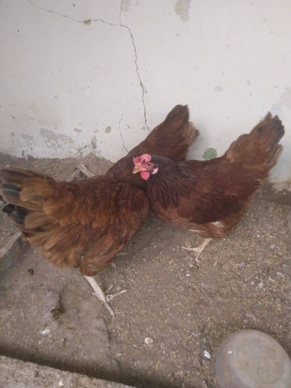 Rhode island red 0