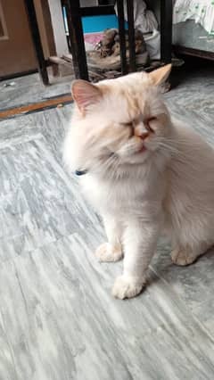 persian Male punch face