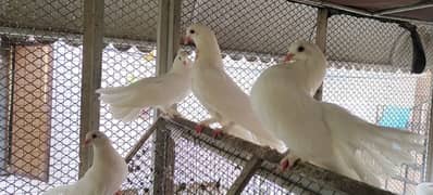 breeder lakka pigeons