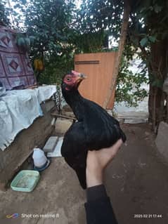 aseel hen for sale