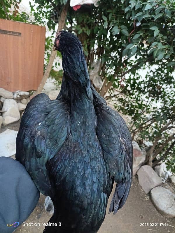 aseel hen for sale 1