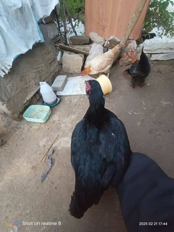 aseel hen for sale 2