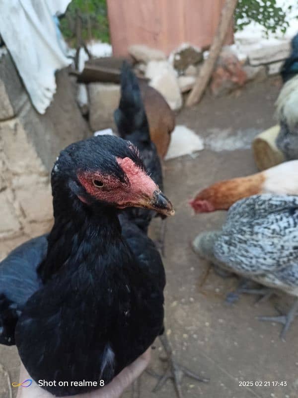 aseel hen for sale 3