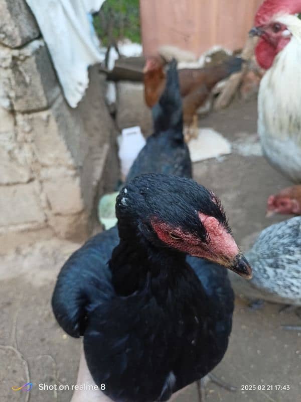 aseel hen for sale 4