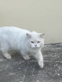 male cat