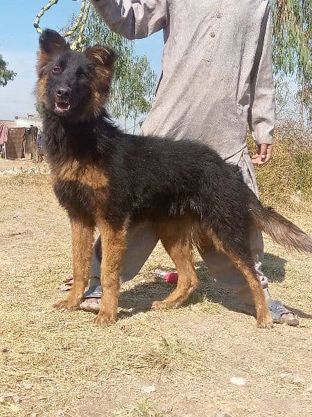 German shepherd Dubal Cout female 7 mahnt for sale healthy active 0