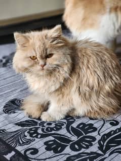 Persian kitten | triple Coated | Punch Face kitten For Sale