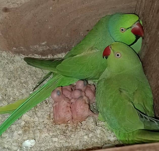 Ringneck chicks 4