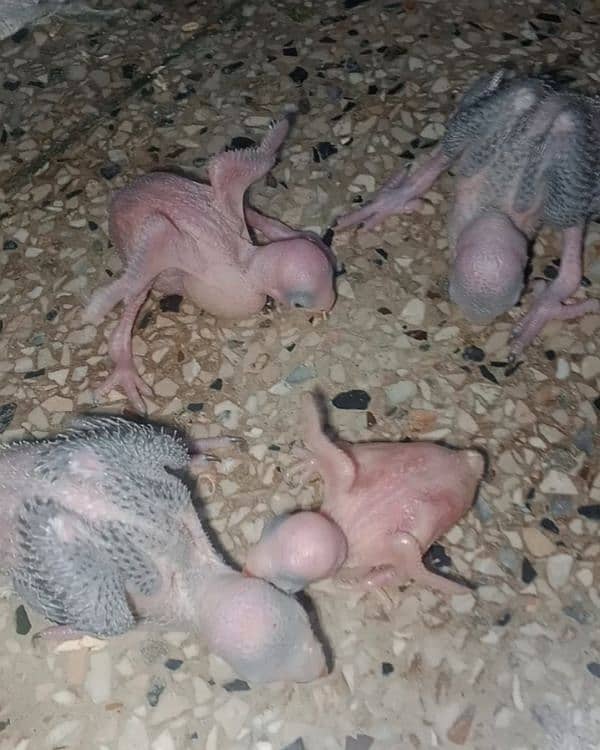 Ringneck chicks 7