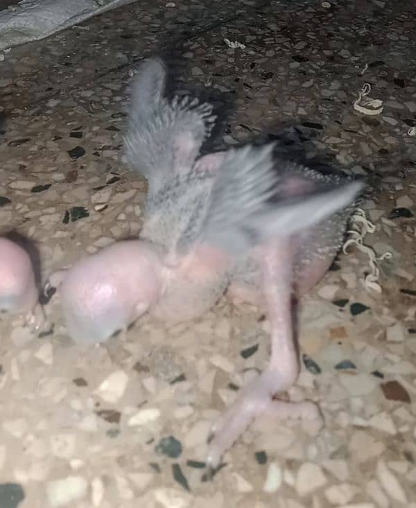 Ringneck chicks 8