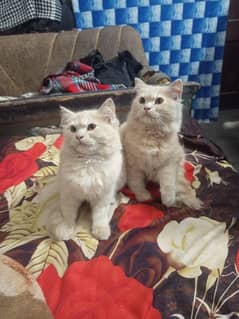 2 male kittens