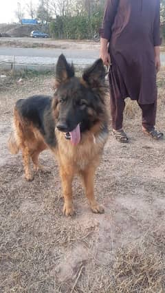 German shepherd female