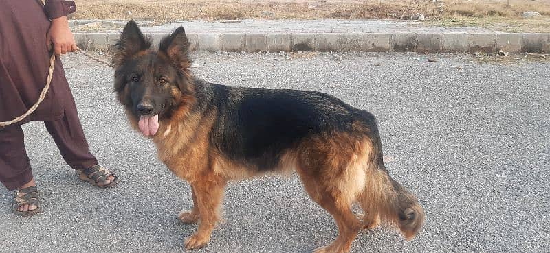 German shepherd female 1