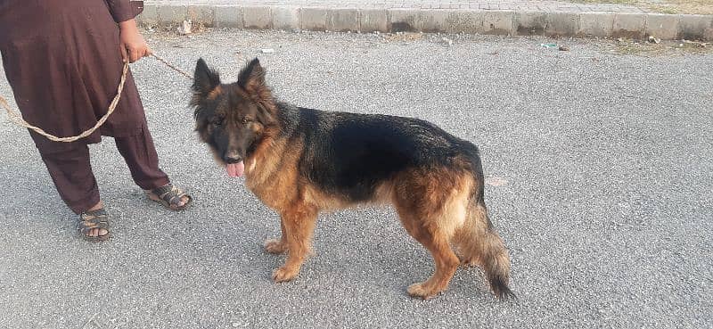 German shepherd female 4