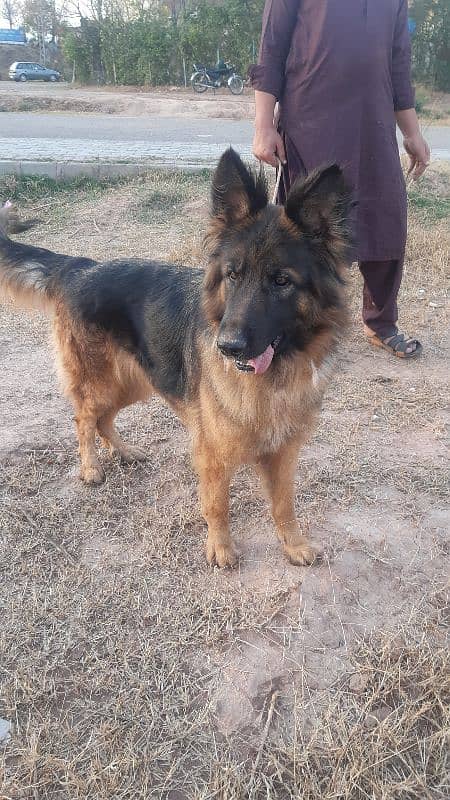 German shepherd female 5