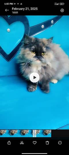 cat for sale persian