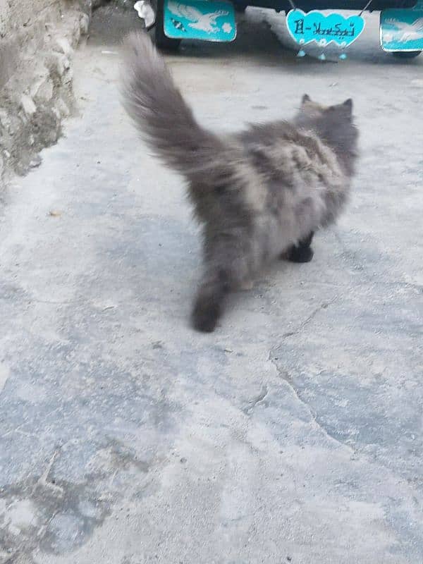 cat for sale persian 1