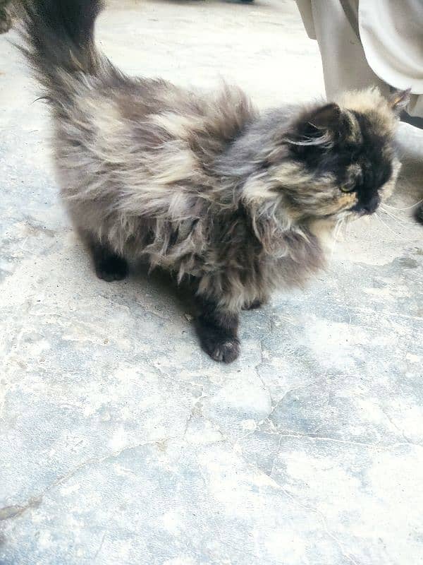 cat for sale persian 2