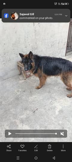 German Shepherd dog For sale