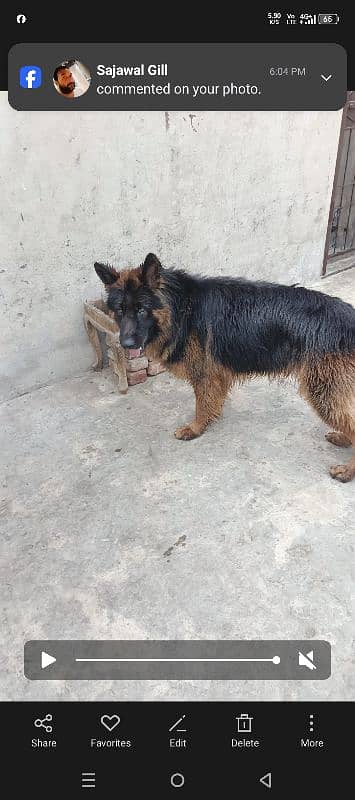 German Shepherd dog For sale 0