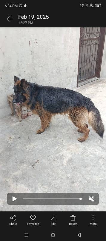 German Shepherd dog For sale 1