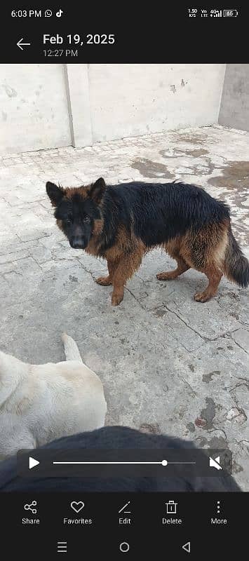 German Shepherd dog For sale 2