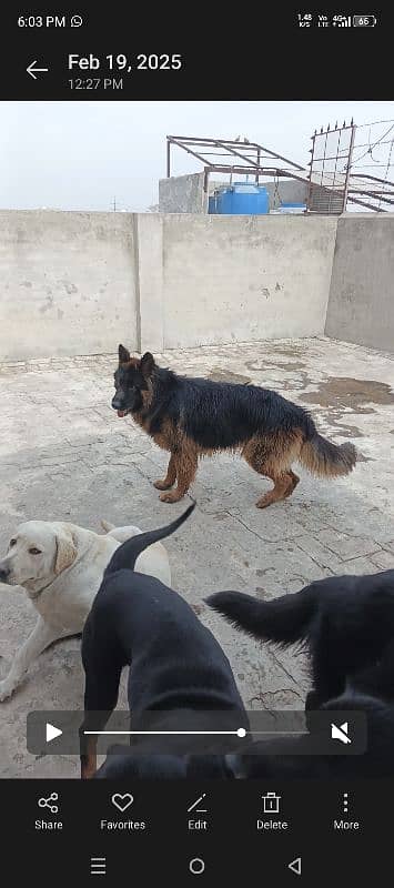 German Shepherd dog For sale 4