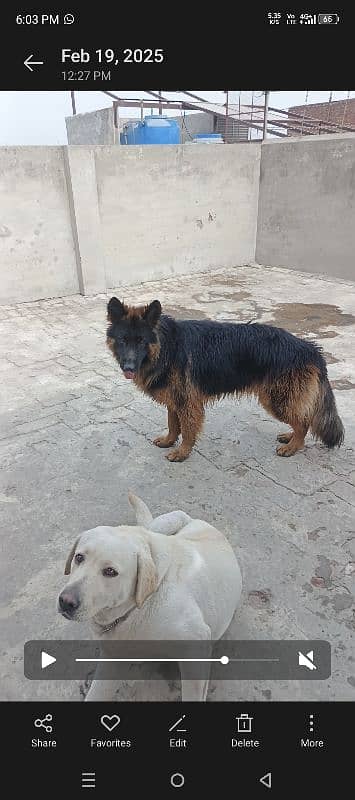 German Shepherd dog For sale 5