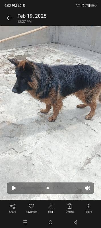 German Shepherd dog For sale 6