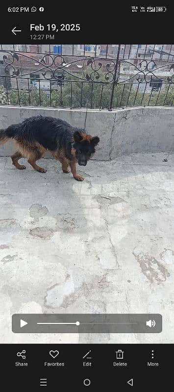 German Shepherd dog For sale 7