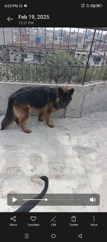 German Shepherd dog For sale 8