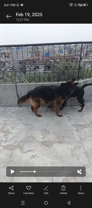 German Shepherd dog For sale 9