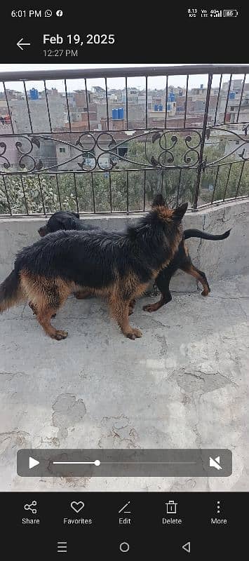 German Shepherd dog For sale 10