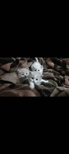 pure Persian kitten cat quality bhot achi he triple cot