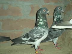 Dab wly kabutar (pigeon kabutar)