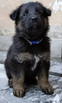 German Shepherd puppies are available for sale