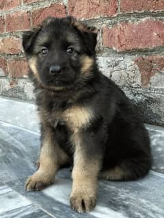 German Shepherd puppies are available for sale