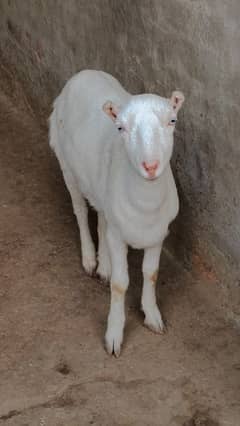 gulabi Teddy female white eyes