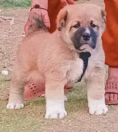 king alabai dabal hadi ful havey bone starcture for sale male