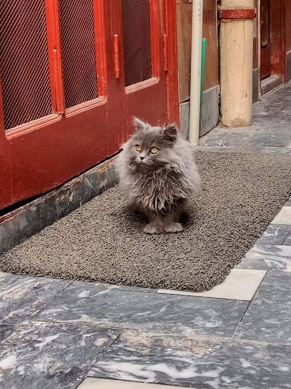 Persian Cat Extremely Good Qulaity 0