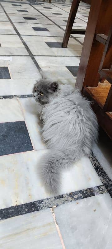 Persian Cat Extremely Good Qulaity 2