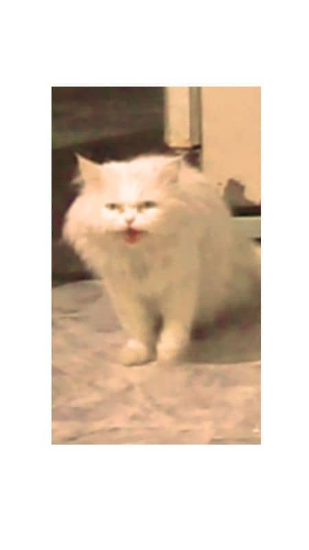 Male adult cat , need good family who have female also 2